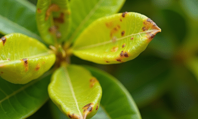 Feuilles de limone malade avec taches brunes et jaunissement