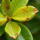 Feuilles de limone malade avec taches brunes et jaunissement
