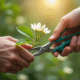 Main taillant une branche de jasmin en extérieur